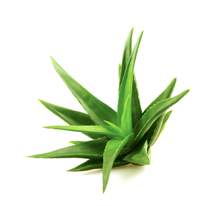 Aloe barbadensis miller
