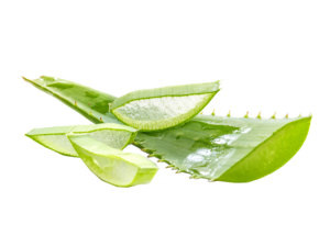 Aloe barbadensis miller proprietà