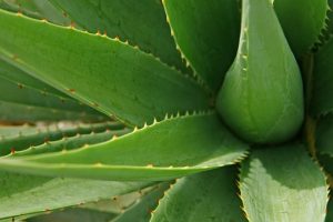 pianta aloe