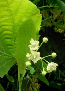 raccolta fiori tiglio