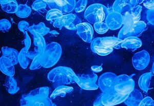 jellyfish opinioni