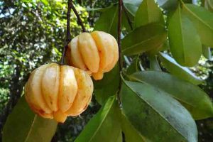garcinia cambogia funziona davvero