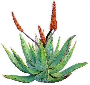aloe ferox