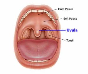 cosa.è.l'ugola